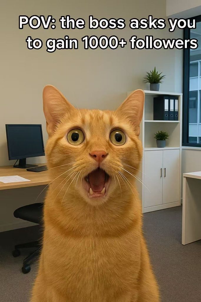 funny cat videos POV